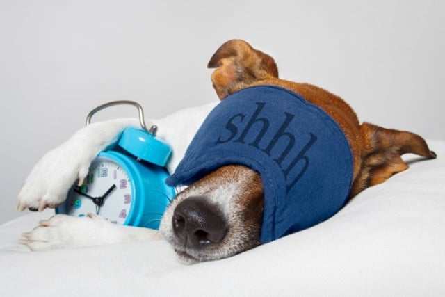 כלב ישן מחובר עם שעון מעורר ועם כיסוי עיניים