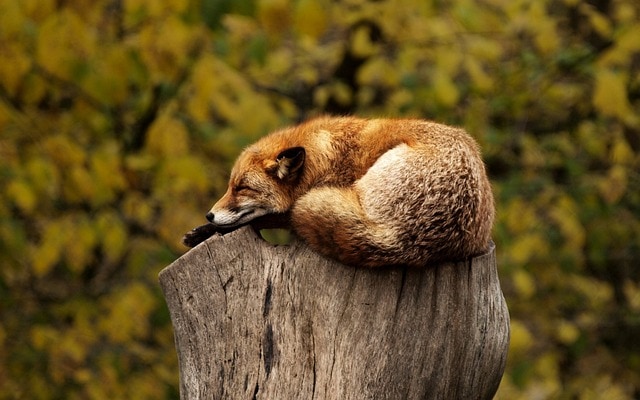 שועל ישן על גזע עץ.